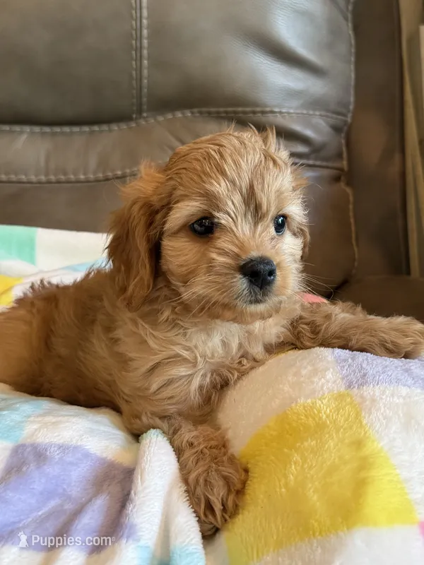 Ryker – Cavapoo puppy for sale in Springfield, MO