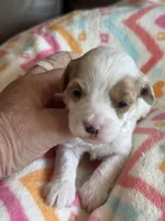 Poppy, a female Cavapoo for sale in Springfield, MO – Photo 2 of 8