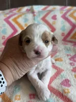 Poppy, a female Cavapoo for sale in Springfield, MO – Photo 1 of 8