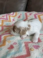 Poppy, a female Cavapoo for sale in Springfield, MO – Photo 6 of 8