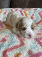 Poppy, a female Cavapoo for sale in Springfield, MO – Photo 7 of 8