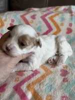 Poppy, a female Cavapoo for sale in Springfield, MO – Photo 4 of 8