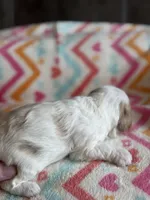 Poppy, a female Cavapoo for sale in Springfield, MO – Photo 5 of 8