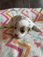 Poppy, a female Cavapoo for sale in Springfield, MO – Photo 8 of 8