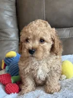 Ian, a male Cavapoo for sale in Springfield, MO – 8 of 10