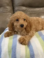 Gizmo, a male Cavapoo for sale in Springfield, MO – 7 of 10