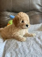 Issac, a male Cavapoo for sale in Springfield, MO – 9 of 10
