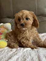 Gabby, a female Cavapoo for sale in Springfield, MO – 3 of 9