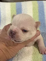 Albert, a male French Bulldog for sale in Springfield, MO – 6 of 6