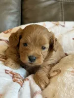 Max, a male Cavapoo for sale in Springfield, MO – 4 of 10