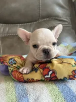 Albert, a male French Bulldog for sale in Springfield, MO – 5 of 8