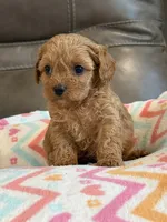 Gabby, a female Cavapoo for sale in Springfield, MO – 7 of 10