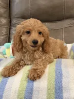 Gizmo, a male Cavapoo for sale in Springfield, MO – 4 of 10
