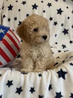 Issac, a male Cavapoo for sale in Springfield, MO – 2 of 10