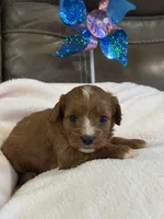 Snickers, a female Cavapoo for sale in Springfield, MO – 4 of 5