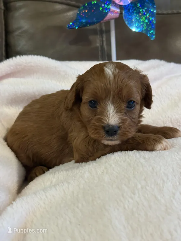 Snickers – Cavapoo puppy for sale in Springfield, MO