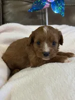 Snickers, a female Cavapoo for sale in Springfield, MO – 1 of 5