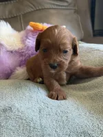 Skittles, a female Cavapoo for sale in Springfield, MO – Photo 1 of 10