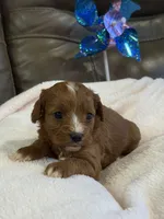 Snickers, a female Cavapoo for sale in Springfield, MO – 2 of 5