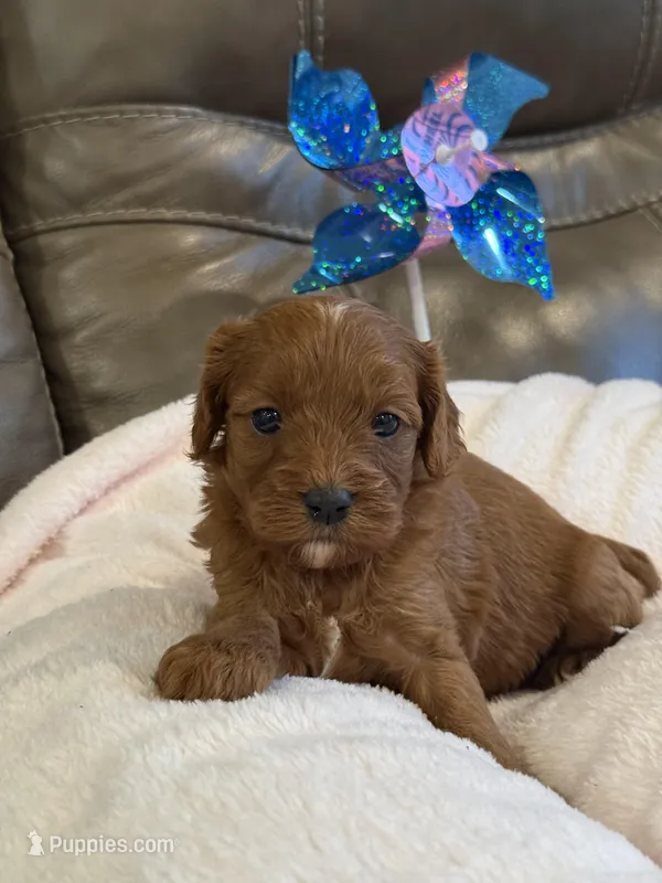 Skittles – Cavapoo puppy for sale in Springfield, MO