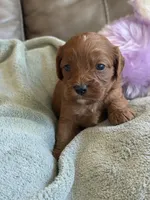 Skittles, a female Cavapoo for sale in Springfield, MO – Photo 10 of 10