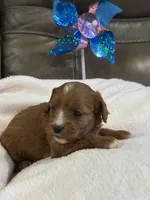 Snickers, a female Cavapoo for sale in Springfield, MO – 3 of 5