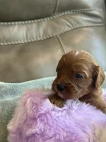 Skittles, a female Cavapoo for sale in Springfield, MO – Photo 6 of 10