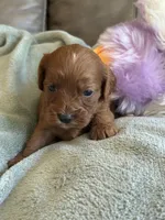 Skittles, a female Cavapoo for sale in Springfield, MO – Photo 8 of 10