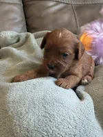 Skittles, a female Cavapoo for sale in Springfield, MO – Photo 9 of 10