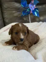 Snickers, a female Cavapoo for sale in Springfield, MO – 5 of 5
