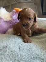 Skittles, a female Cavapoo for sale in Springfield, MO – Photo 4 of 10