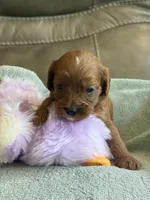 Skittles, a female Cavapoo for sale in Springfield, MO – Photo 5 of 10