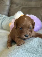 Skittles, a female Cavapoo for sale in Springfield, MO – Photo 2 of 10