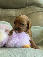 Skittles, a female Cavapoo for sale in Springfield, MO – Photo 3 of 10