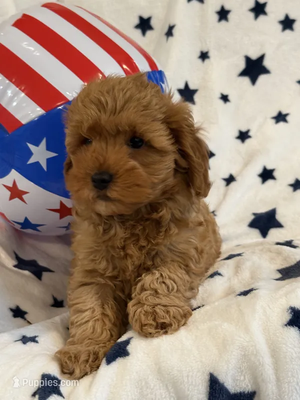 Macho – Cavapoo puppy for sale in Springfield, MO