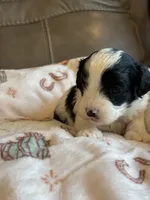 Jasper, a male Cavapoo for sale in Springfield, MO – 2 of 7