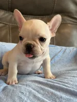 Albert, a male French Bulldog for sale in Springfield, MO – 7 of 8