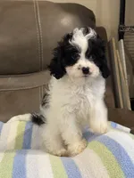Jasper, a male Cavapoo for sale in Springfield, MO – 10 of 10