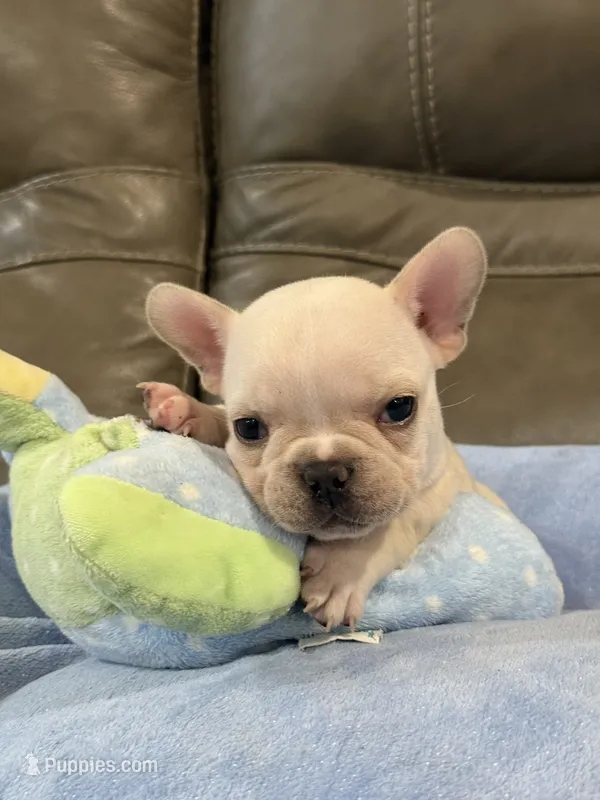 Albert – French Bulldog puppy for sale in Springfield, MO