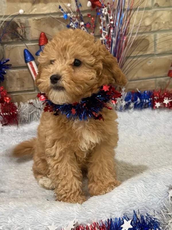 Melvin – Cavapoo puppy for sale in Springfield, MO
