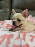 Abby, a female French Bulldog for sale in Springfield, MO – 6 of 9
