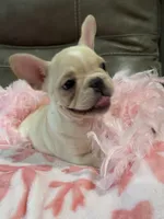 Abby, a female French Bulldog for sale in Springfield, MO – 7 of 9