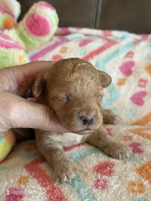 Iris – Cavapoo puppy for sale in Springfield, MO