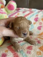 Iris, a female Cavapoo for sale in Springfield, MO – Photo 1 of 6