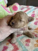 Iris, a female Cavapoo for sale in Springfield, MO – Photo 2 of 6