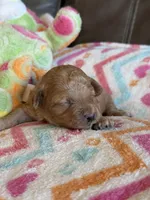 Iris, a female Cavapoo for sale in Springfield, MO – Photo 6 of 6