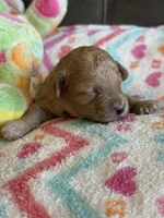 Iris, a female Cavapoo for sale in Springfield, MO – Photo 5 of 6