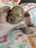 Iris, a female Cavapoo for sale in Springfield, MO – Photo 4 of 6