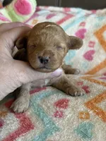 Iris, a female Cavapoo for sale in Springfield, MO – Photo 3 of 6