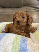 George, a male Cavapoo for sale in Springfield, MO – 1 of 10